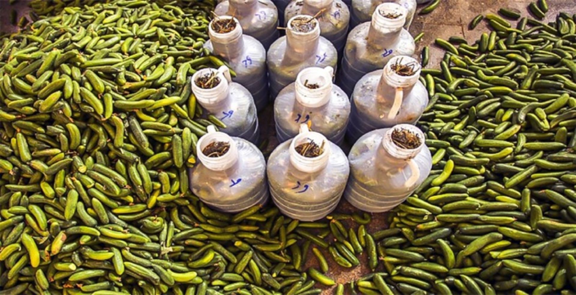 Boroujerd's salty cucumber