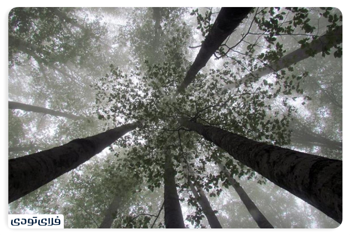 What is the climate of the beech forest?