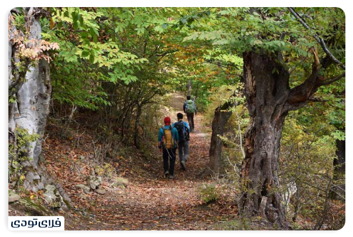 Arfa Forest