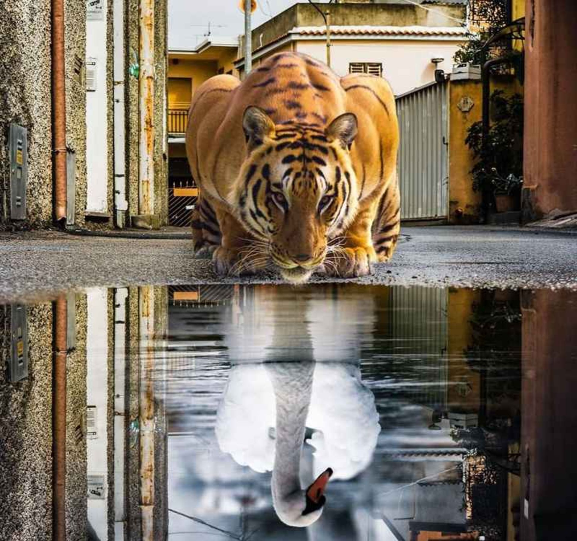 Surreal photo of leopard above a swan's head