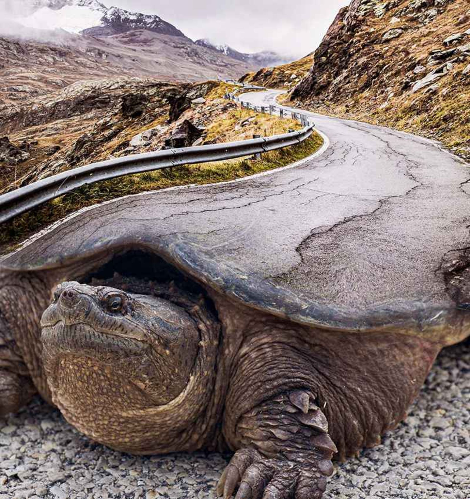 Surreal photo of the turtle that Lashk has turned io the road