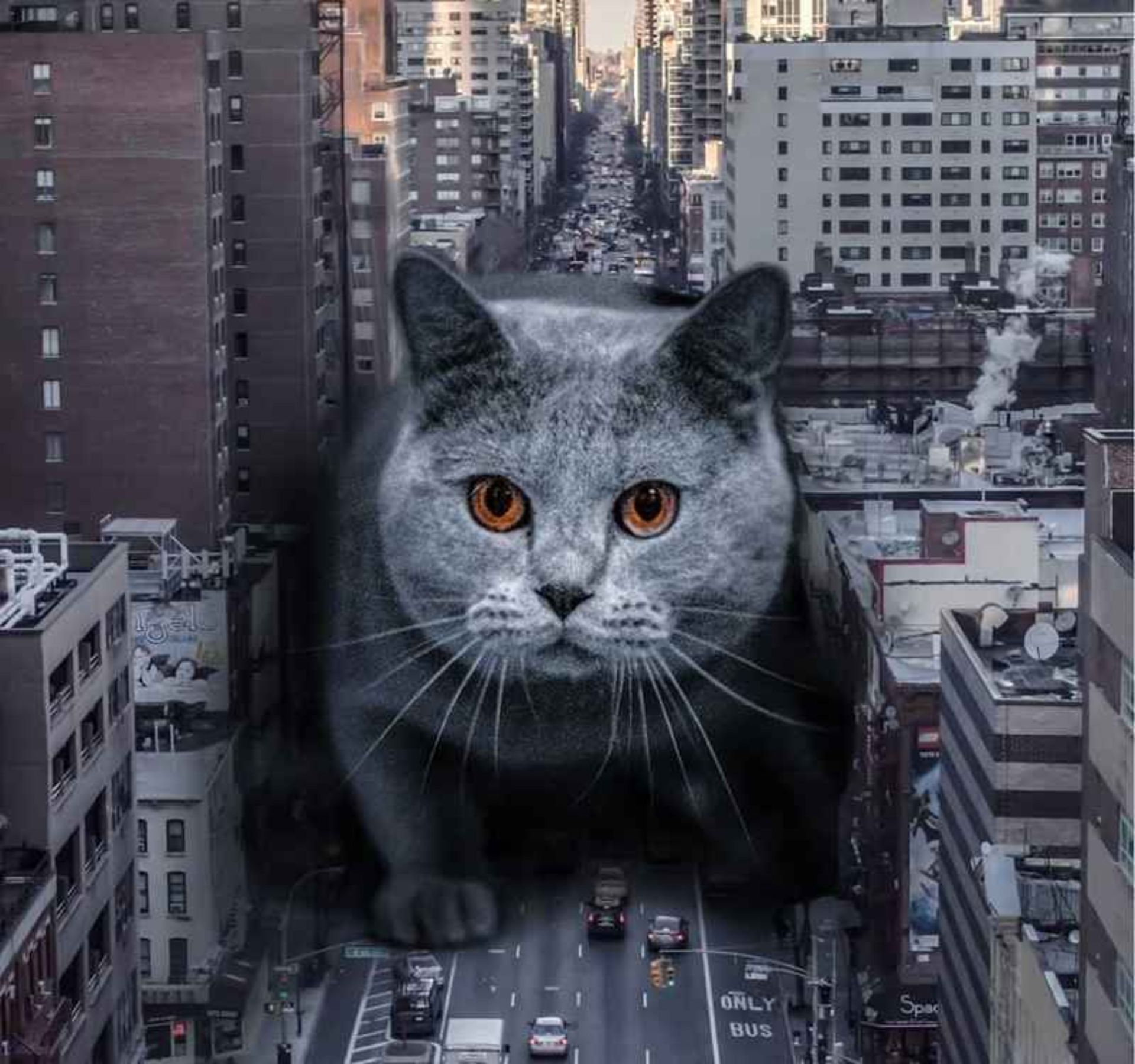 Surreal photo of a gia cat among urban buildings