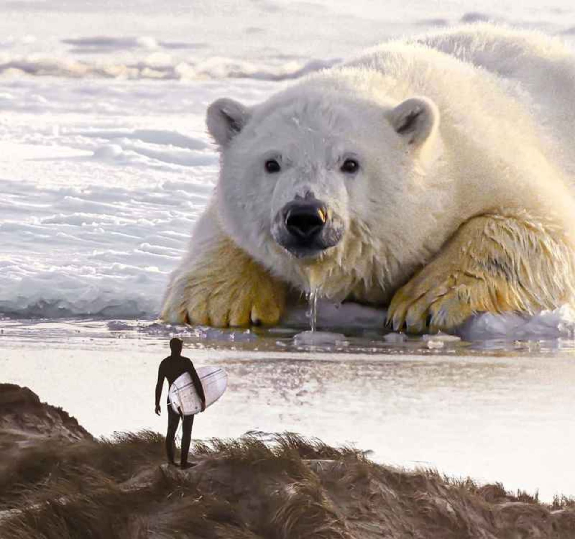 Surreal photo of the polar bear's look and swimmer to each other