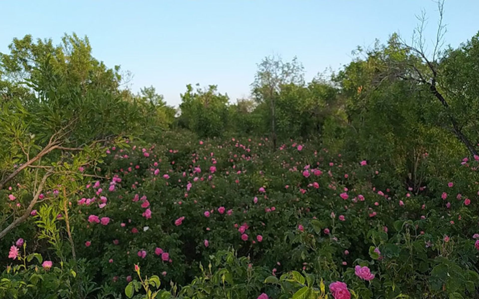 Mohammadi Flower