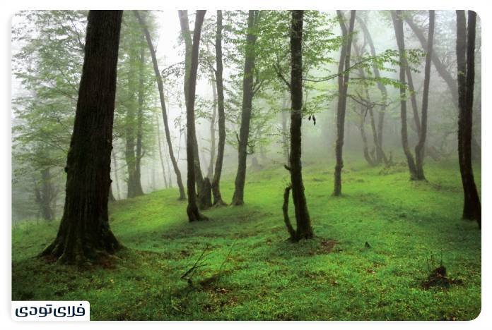 Two thousand forests of three thousand Hidden beauties of northern Iran