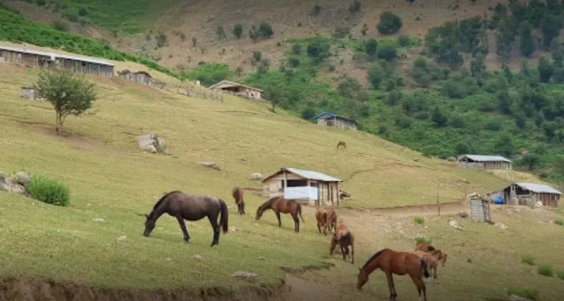 Horses in the plain of al -Naza
