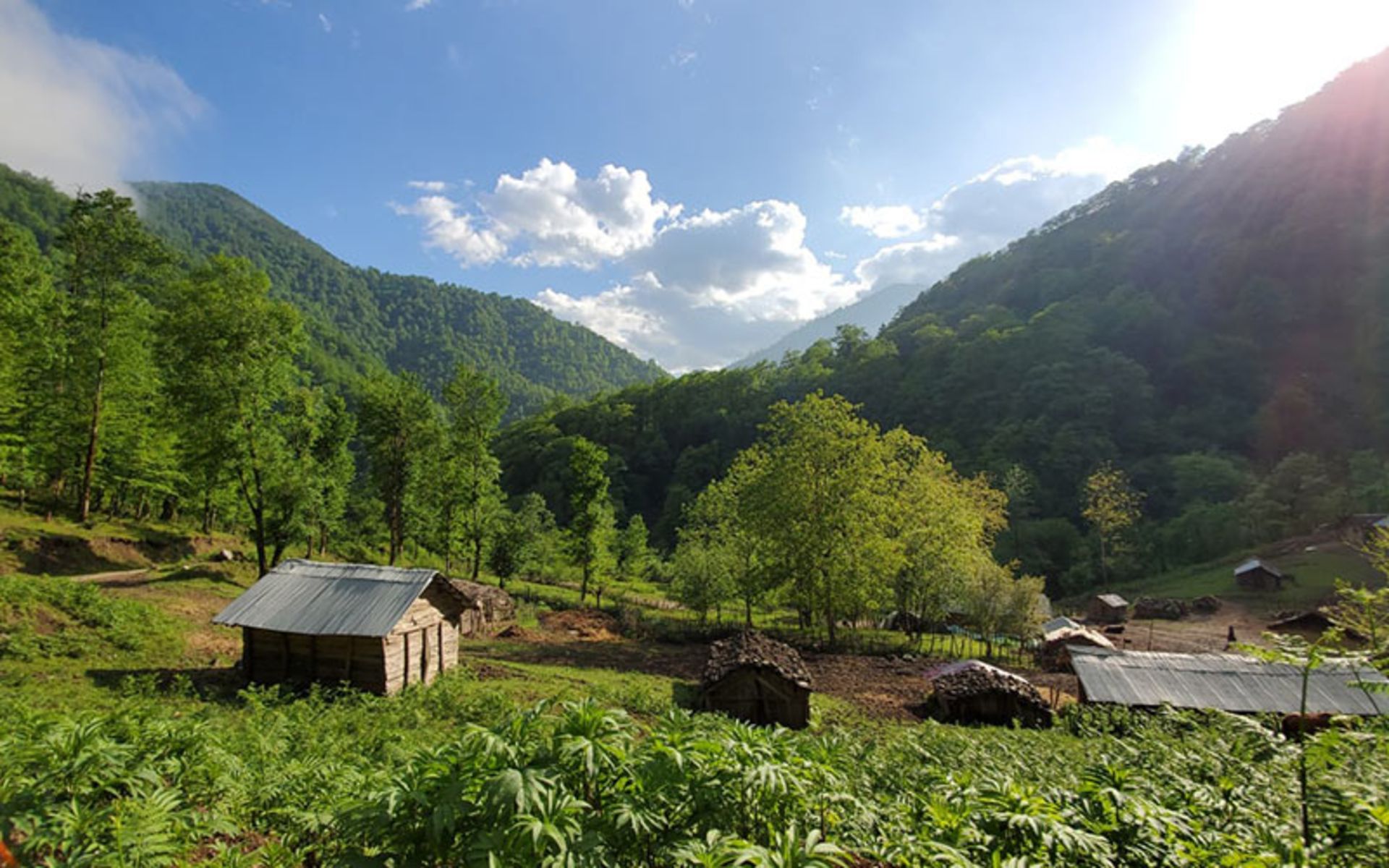 Nature of Shanderman