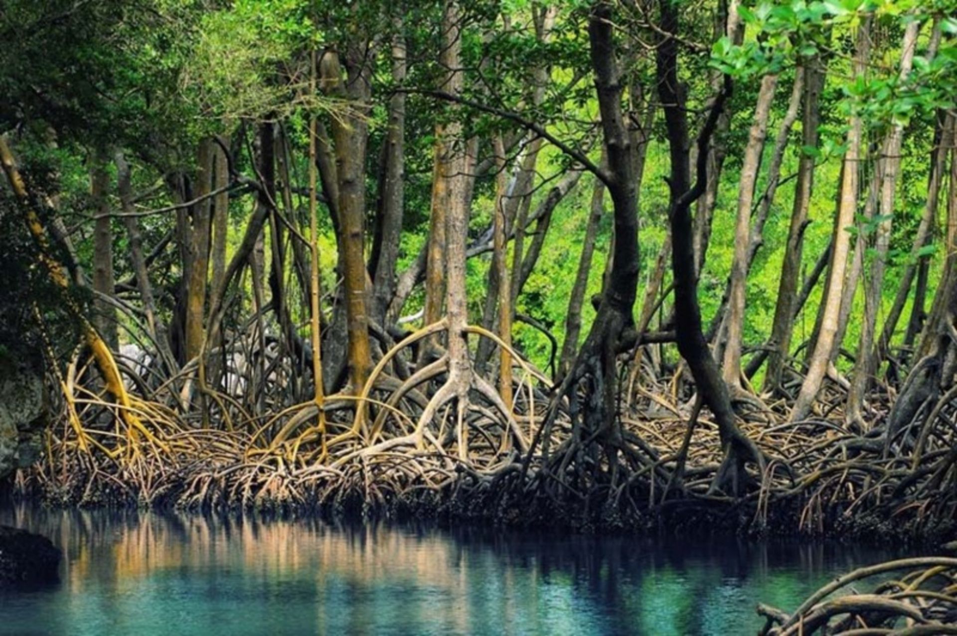 The mangrove forests of the port of dough