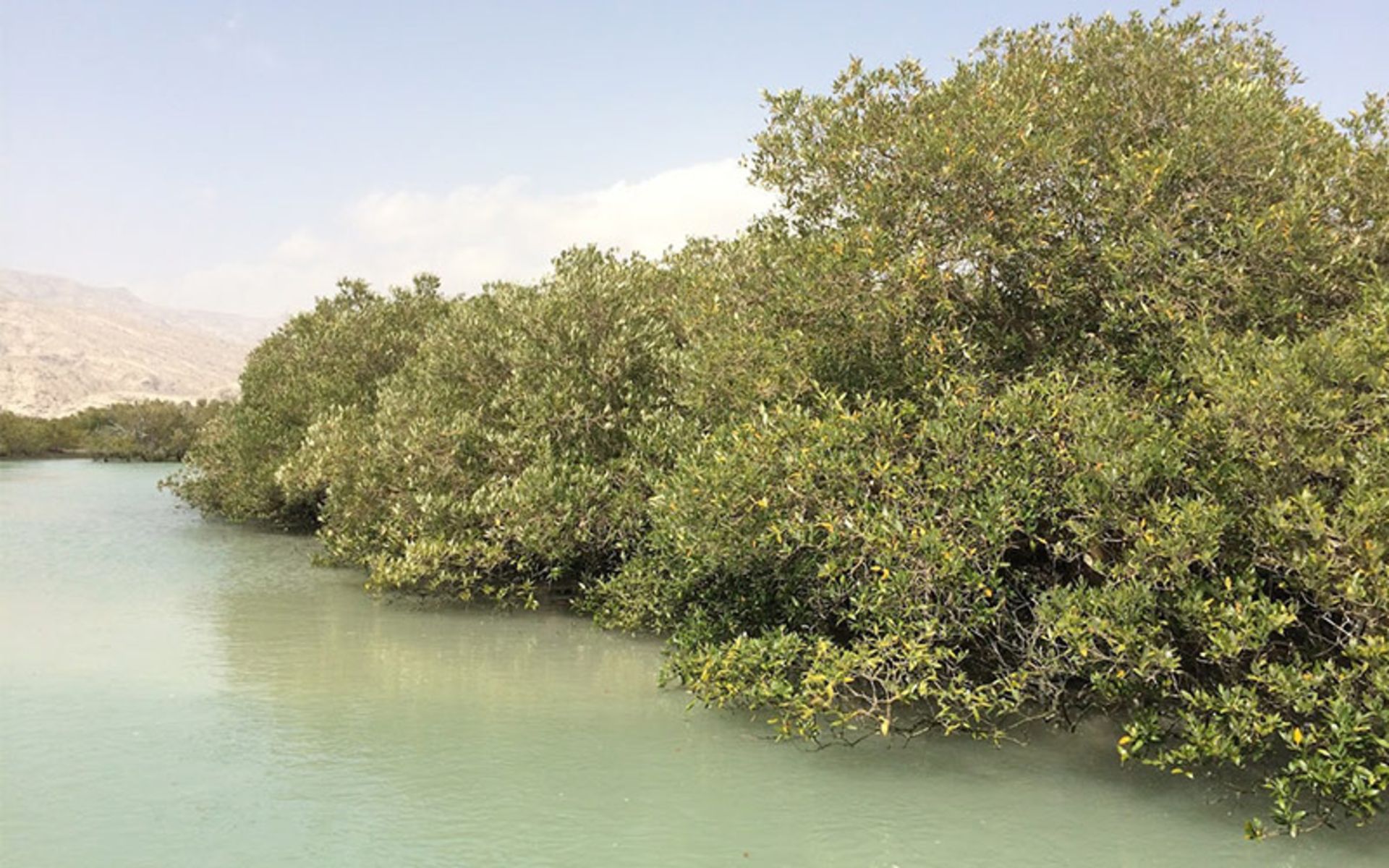 Nature of Mard and Island