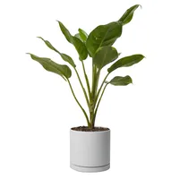 Aglonna Natural Pla Watermelon Model Code 10324/2202