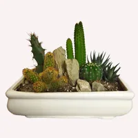 Cactus Natural Pla PG_20