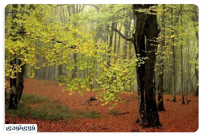 Alimistan Forest