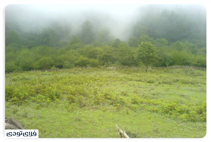 Alimistan Forest