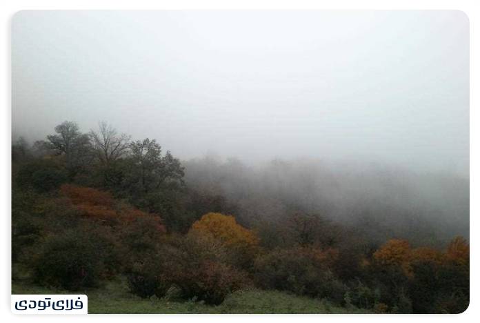Alimistan Forest