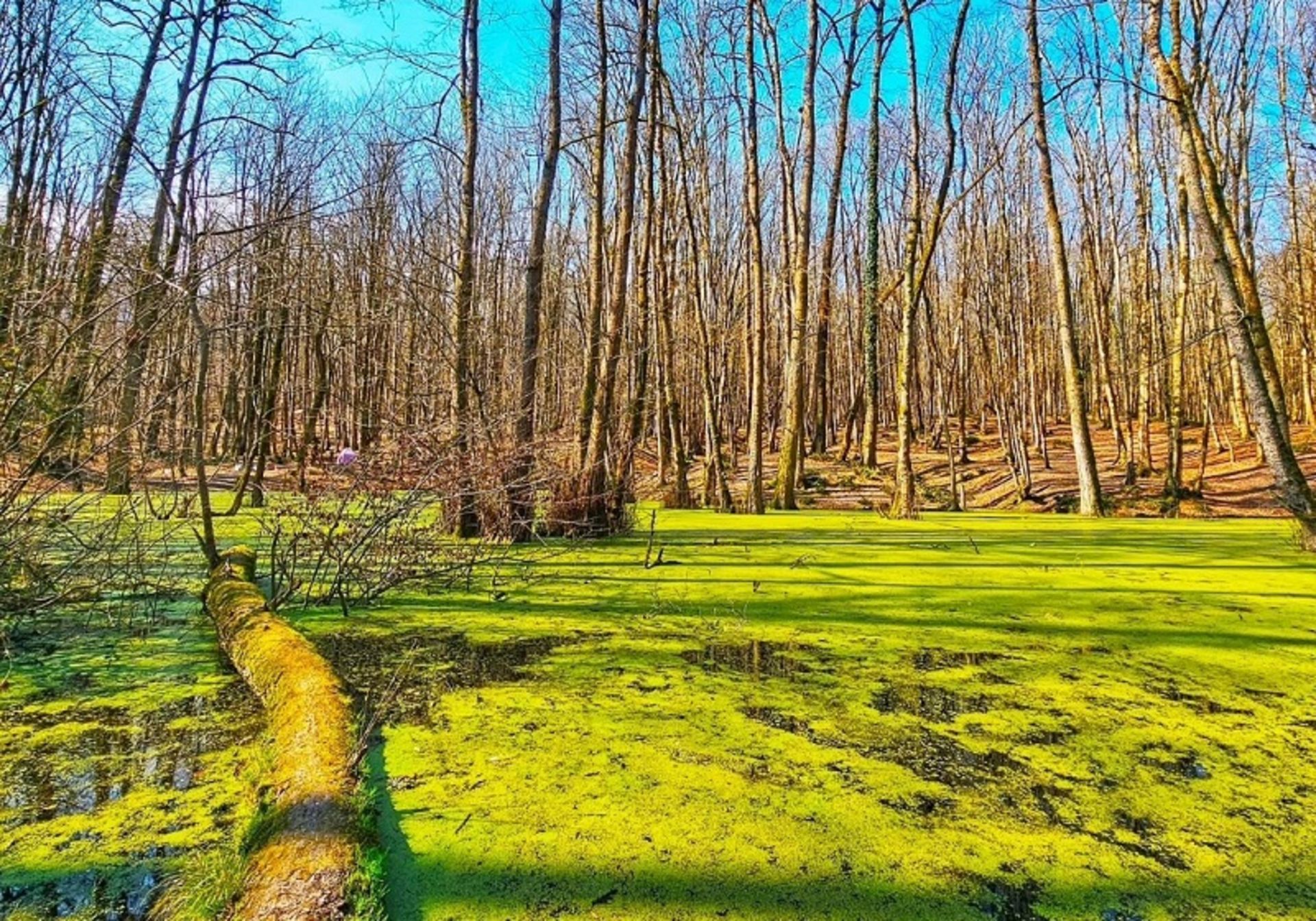 Wheelchair nature