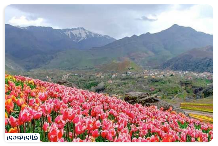 Karaj Tulip Plains