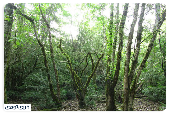 Sisangan Forest Park History