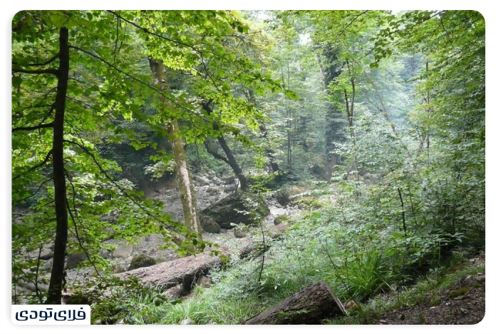 Noshahr Forest Park