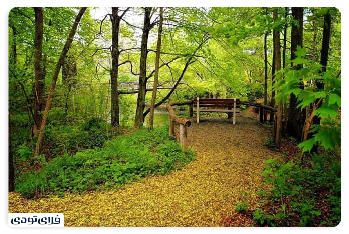 Sisangan vegetation and animal