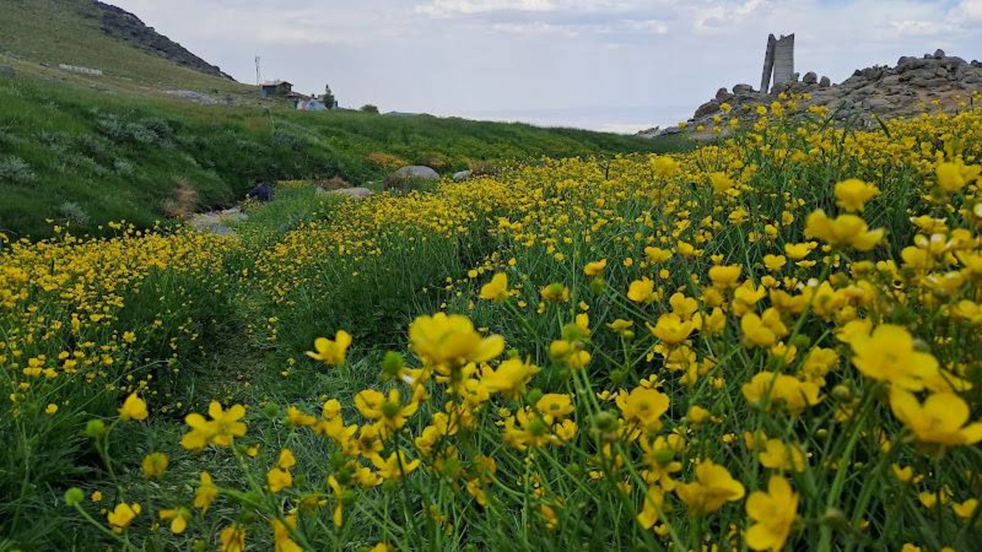 Hamedan Plain Flowers