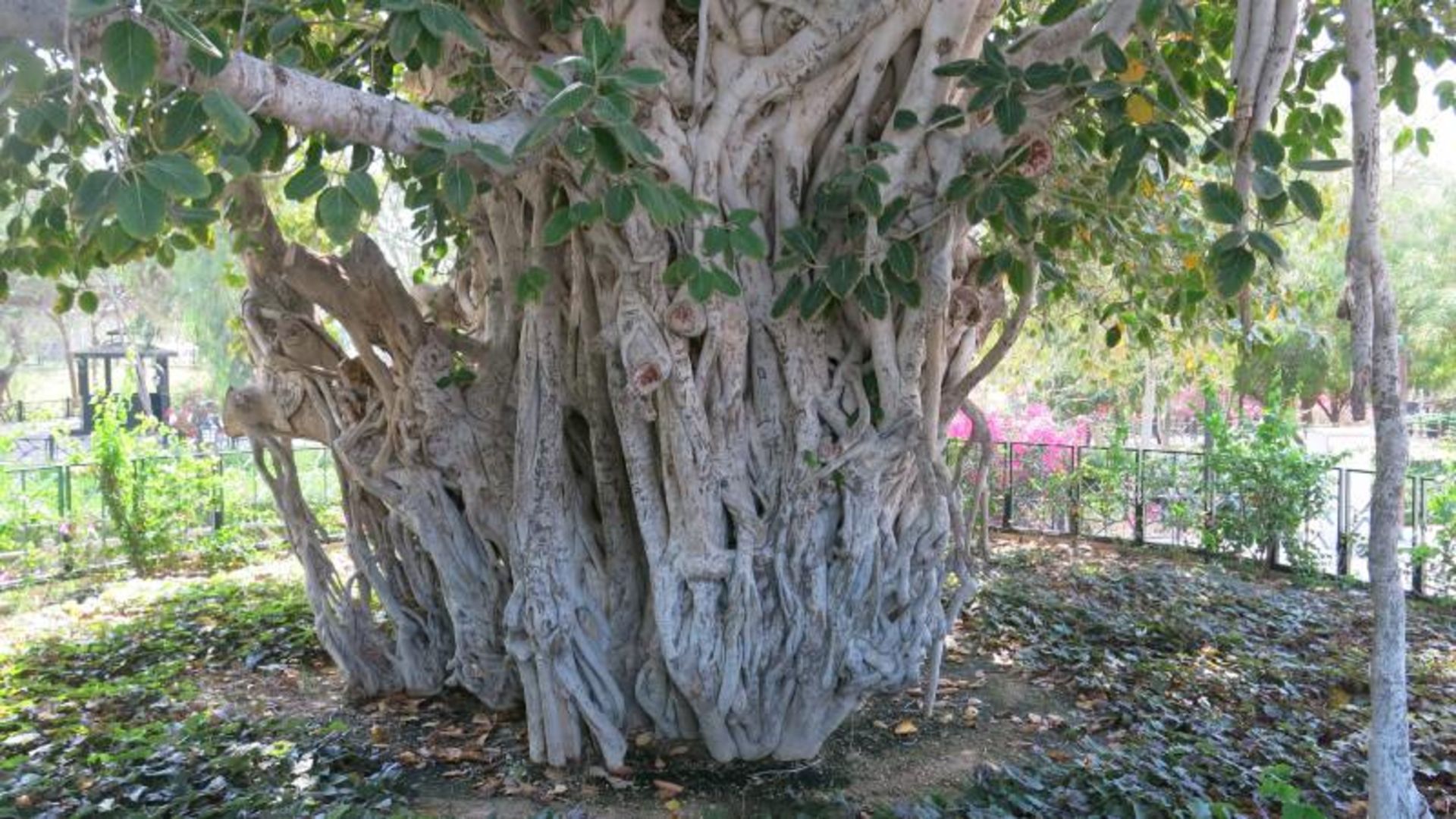 Kish Green Tree