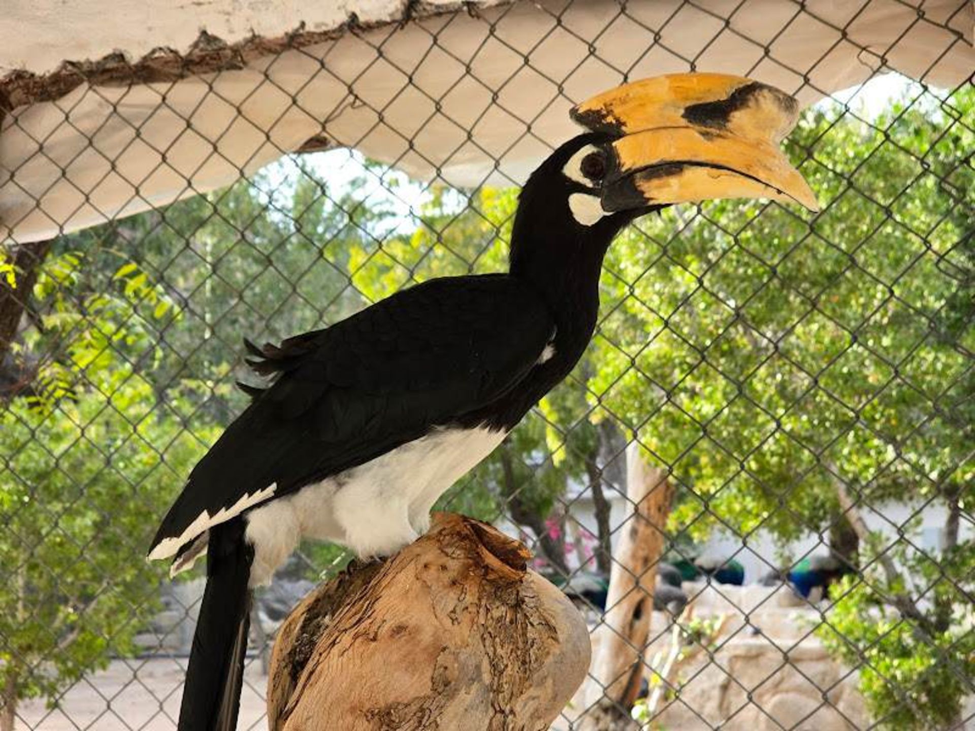 Parrot