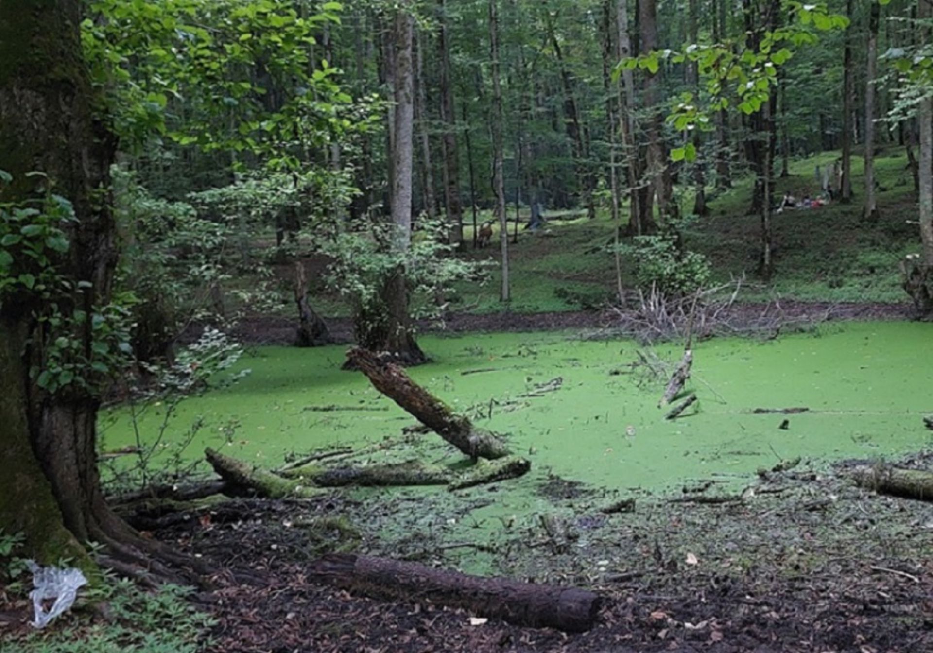 Wright of the Chalus Varben Swamp in Summer