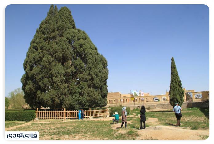 Cedar Abarkuh