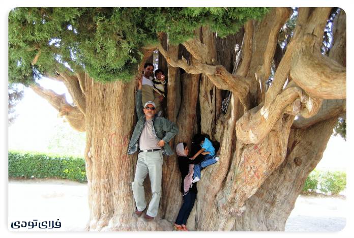 Cedar Abarkuh