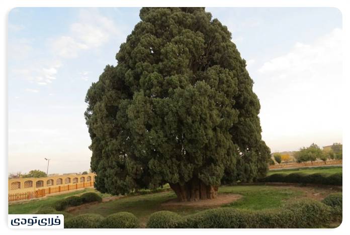 Cedar Abarkuh