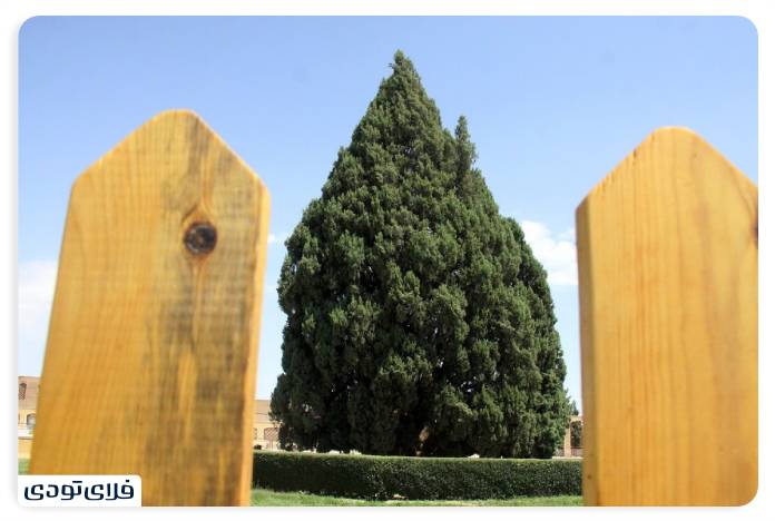 Cedar Abarkuh