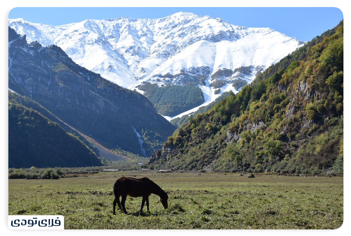 The Plain of the Monetary The vegetation and animal coverage of the plain
