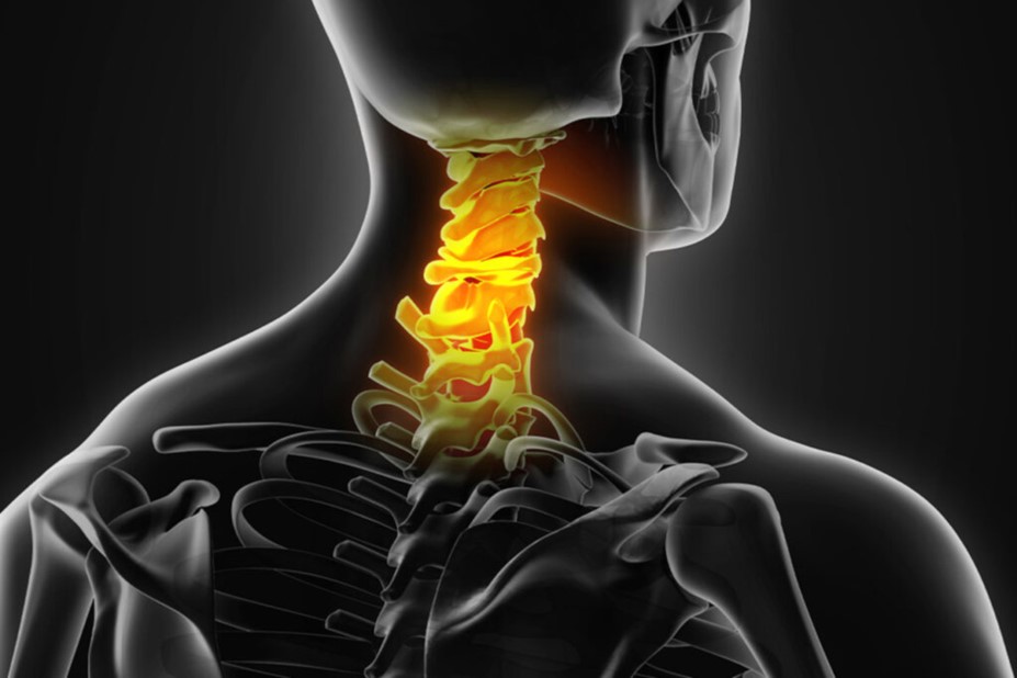 The neck disc