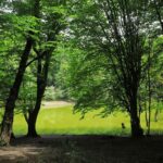 Hessel marsh in the spring