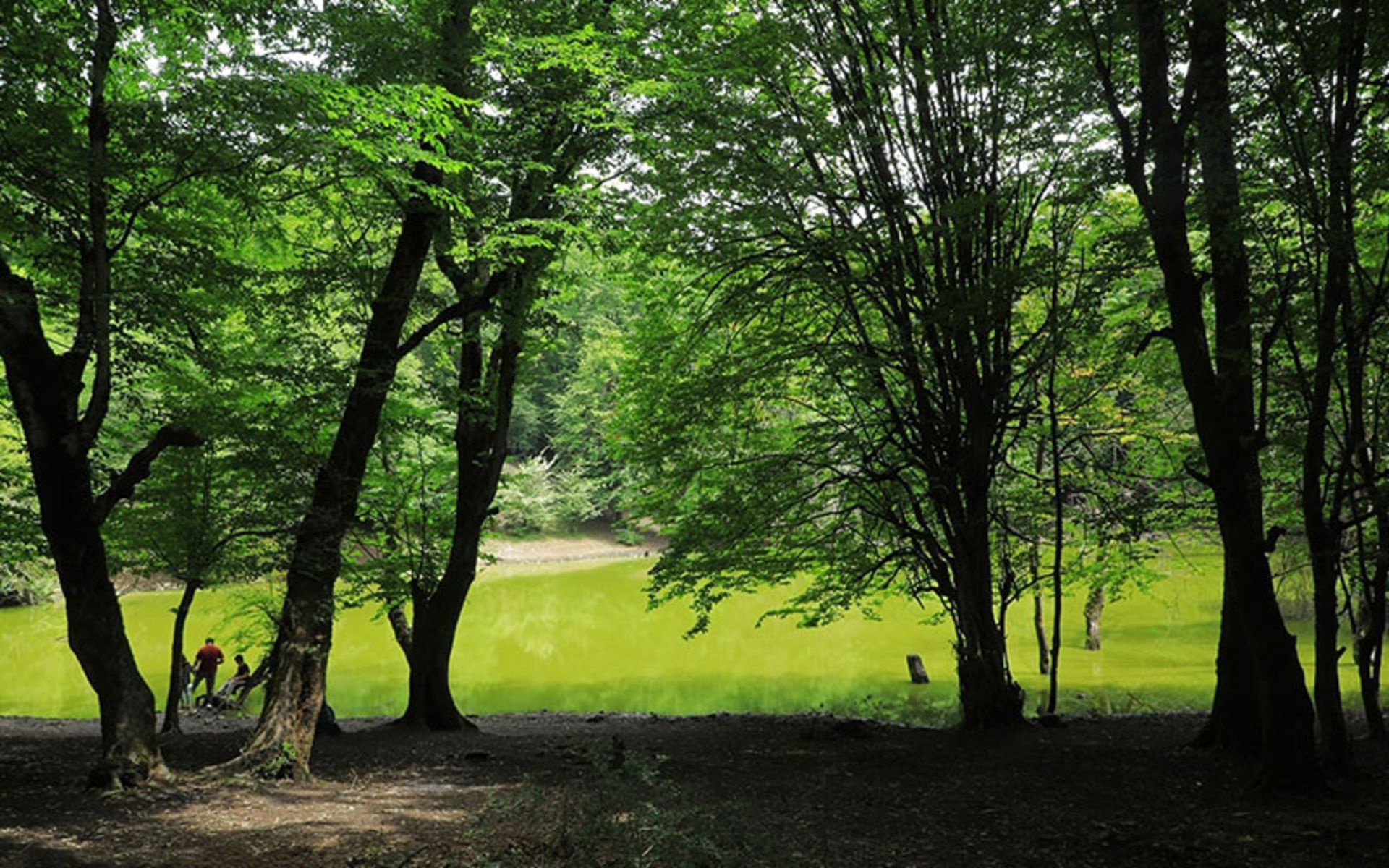 Hessel marsh in the spring