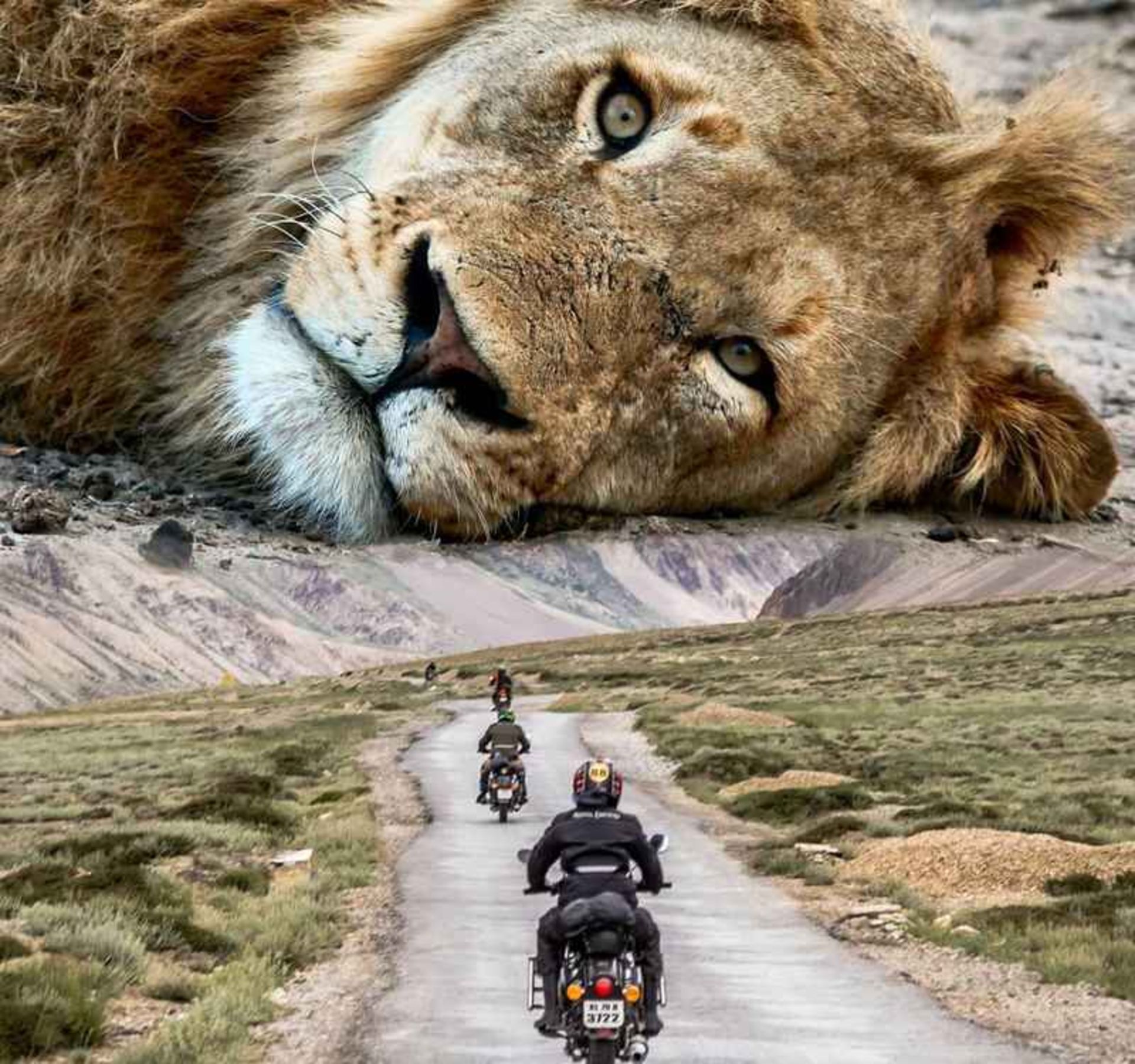 Surreal Photo of Milk Watching Motorcyclists