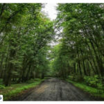 Sisangan Forest