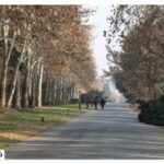 Pictures of Tehran Botanical Garden
