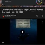 Google Search AI MODE
