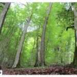 Alimistan Forest