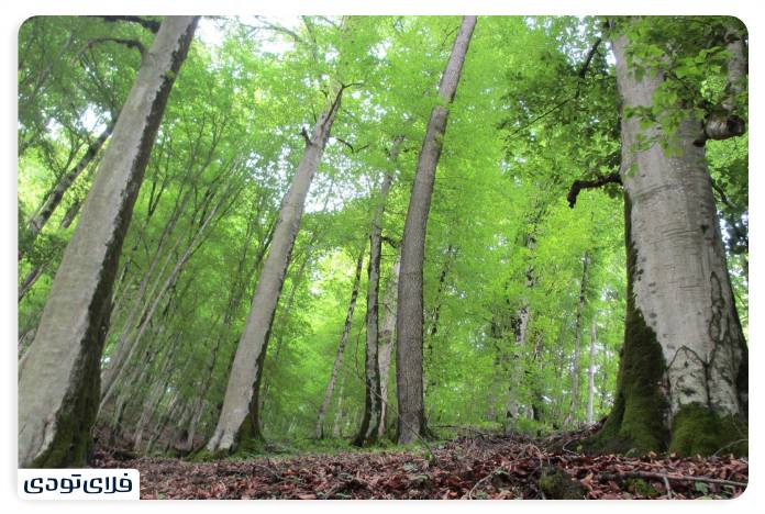 Alimistan Forest