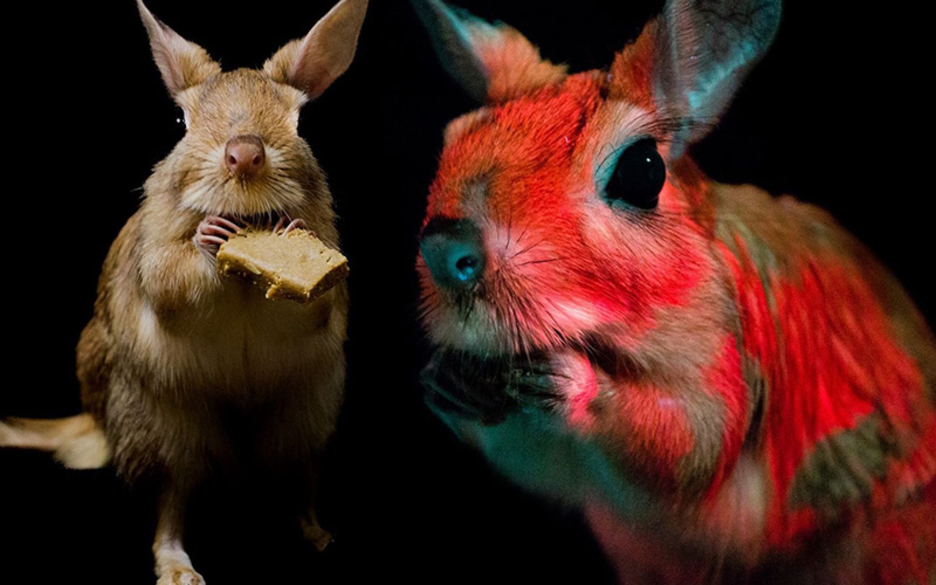 Rabbit