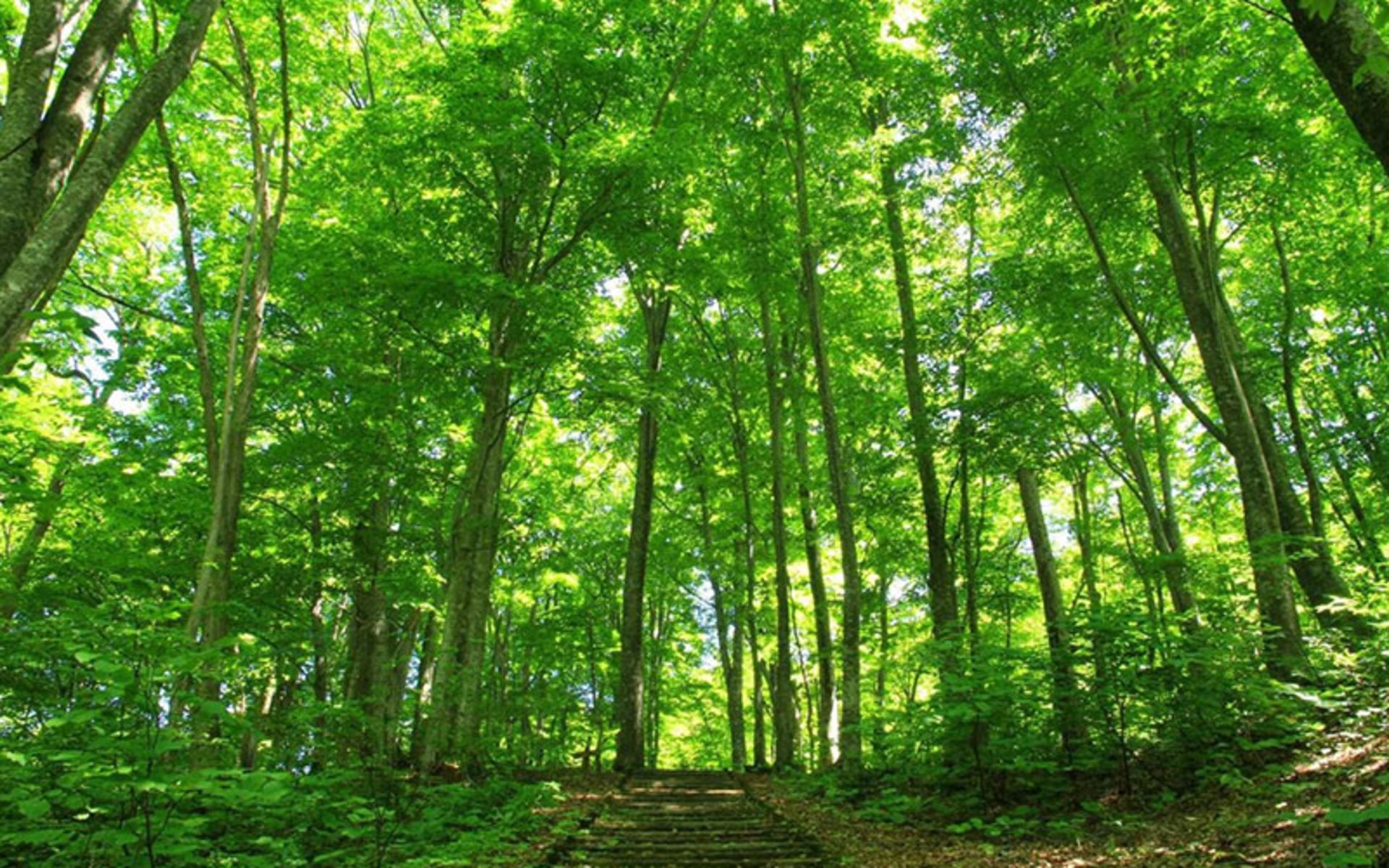 High Trees of the Sanchi Chiracami Forest