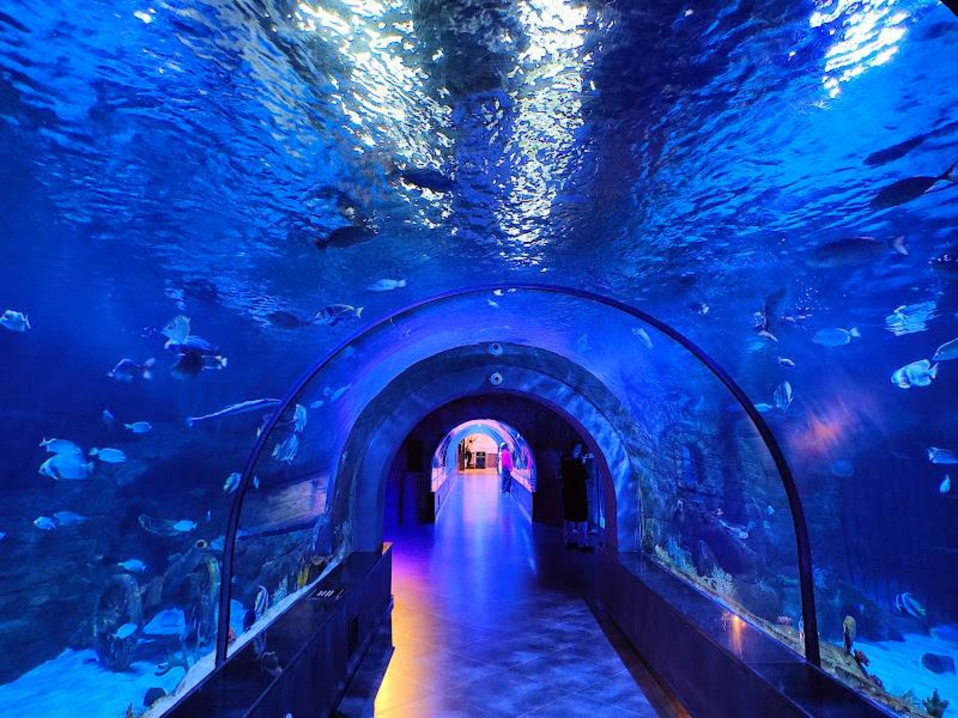 Anzali Free Zone Aquarium Tunnel
