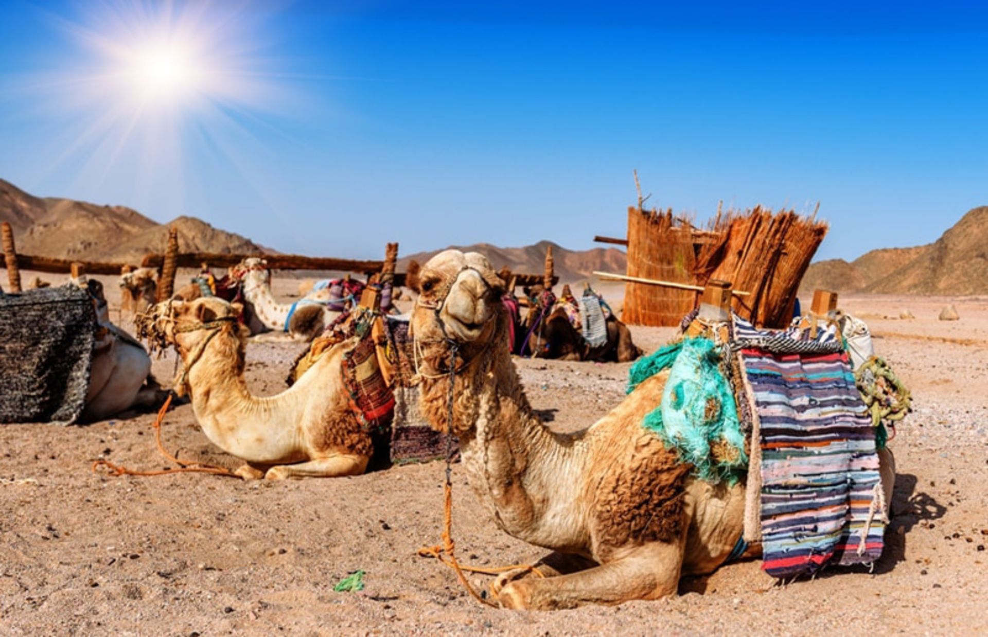 Camels in the desert of Dubai