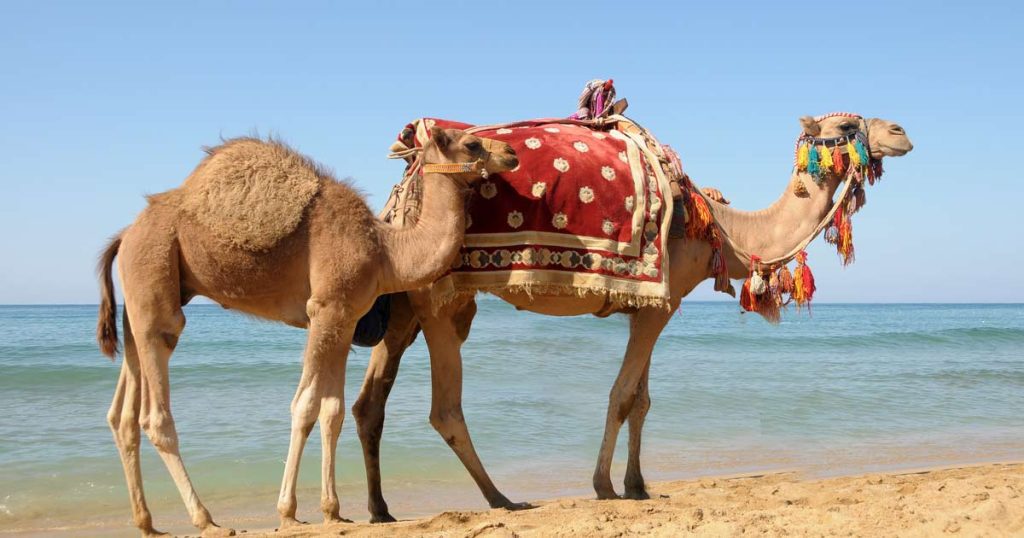 Camel Beach (Camel Beach)