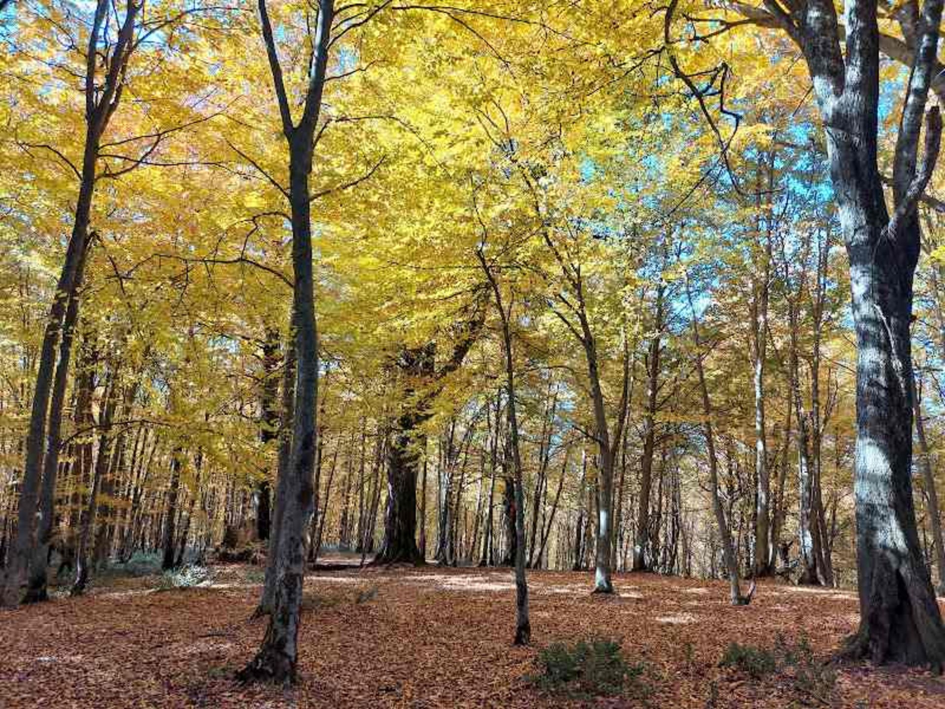 Yellow trees in the fall of the Alimistan Forest