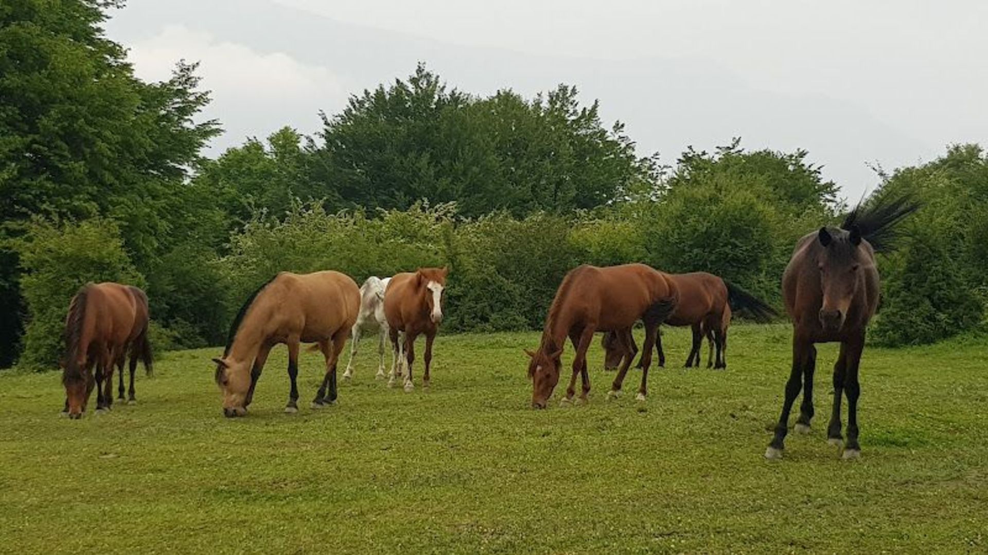 The herd of the wild horse in the forest of Alimistan