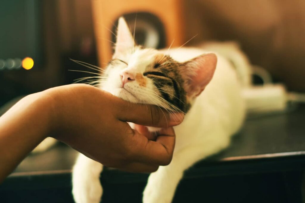 Catting the cat