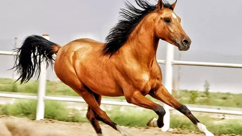 Shiraz National Horse Beauty Festival